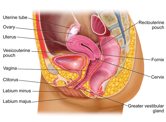 reproductivesystem